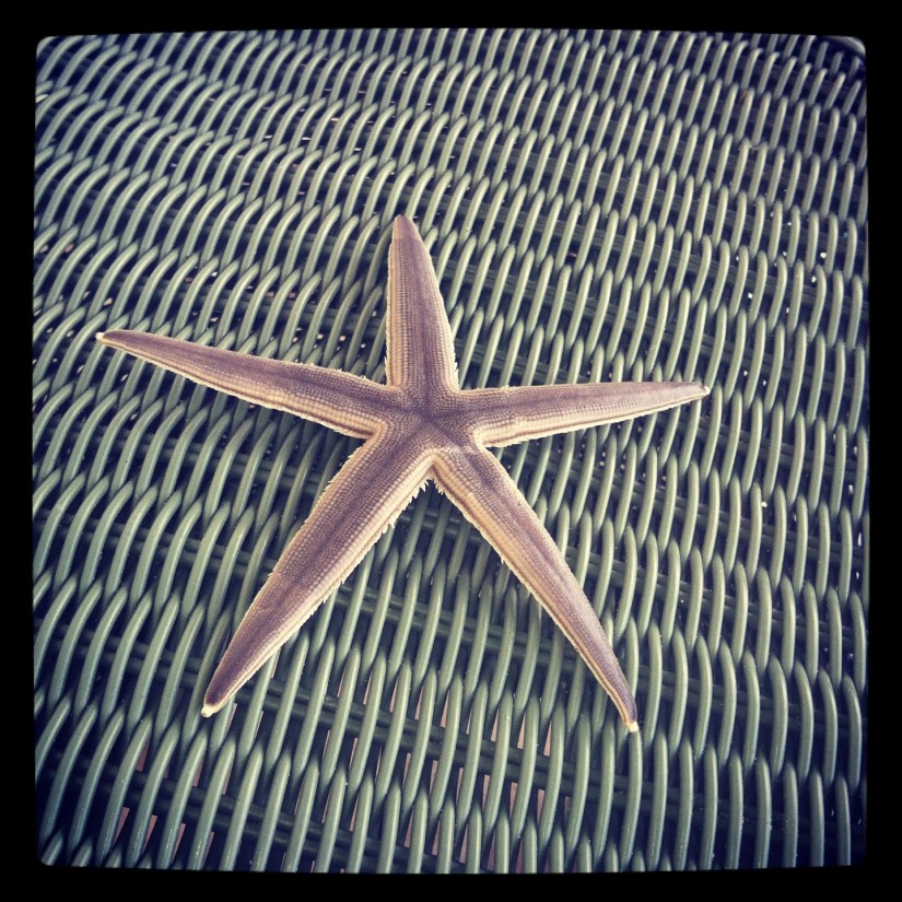 My cousin Blake found this starfish on the beach.  Poor l'il guy lost a limb later that day.